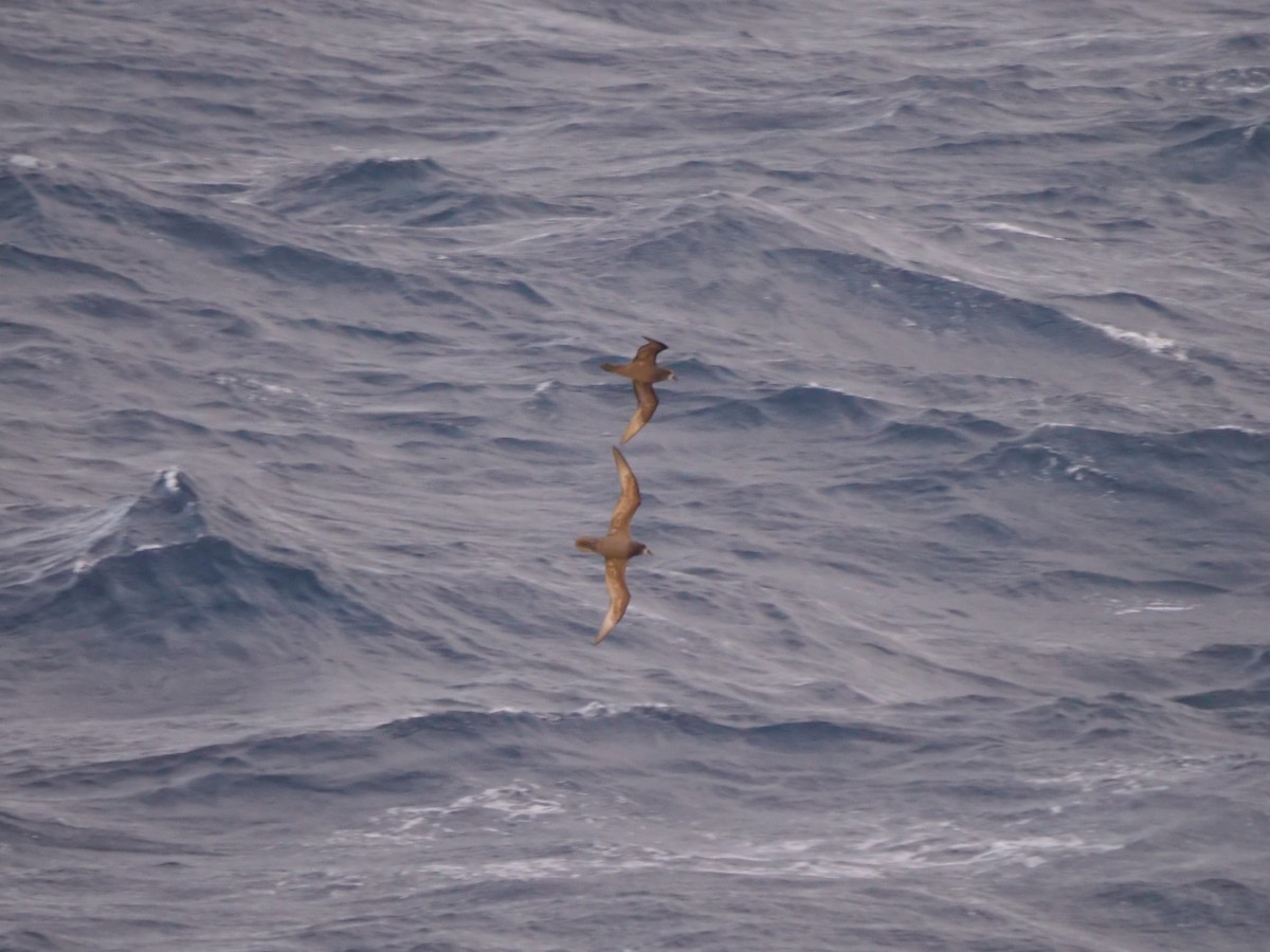 Gray-faced Petrel - ML639626525