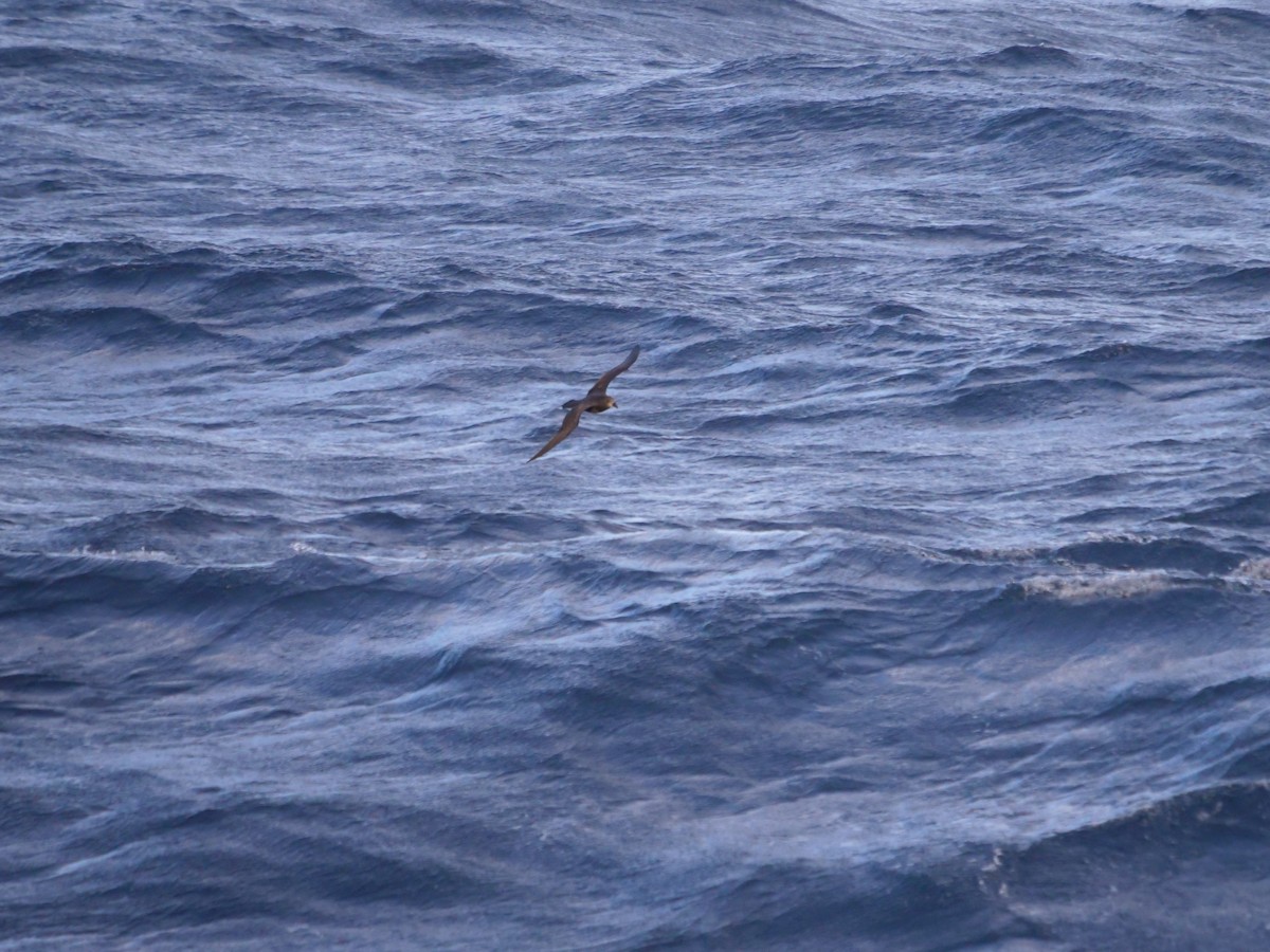 Gray-faced Petrel - ML639626526