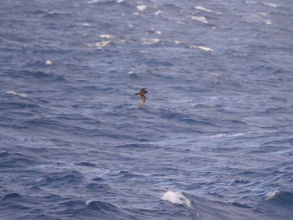 Gray-faced Petrel - ML639626527