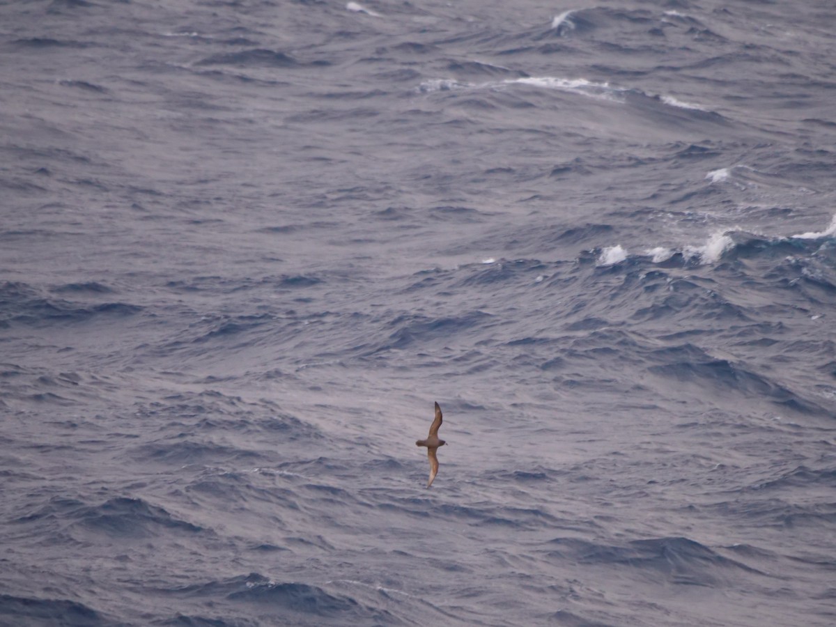 Gray-faced Petrel - ML639626528