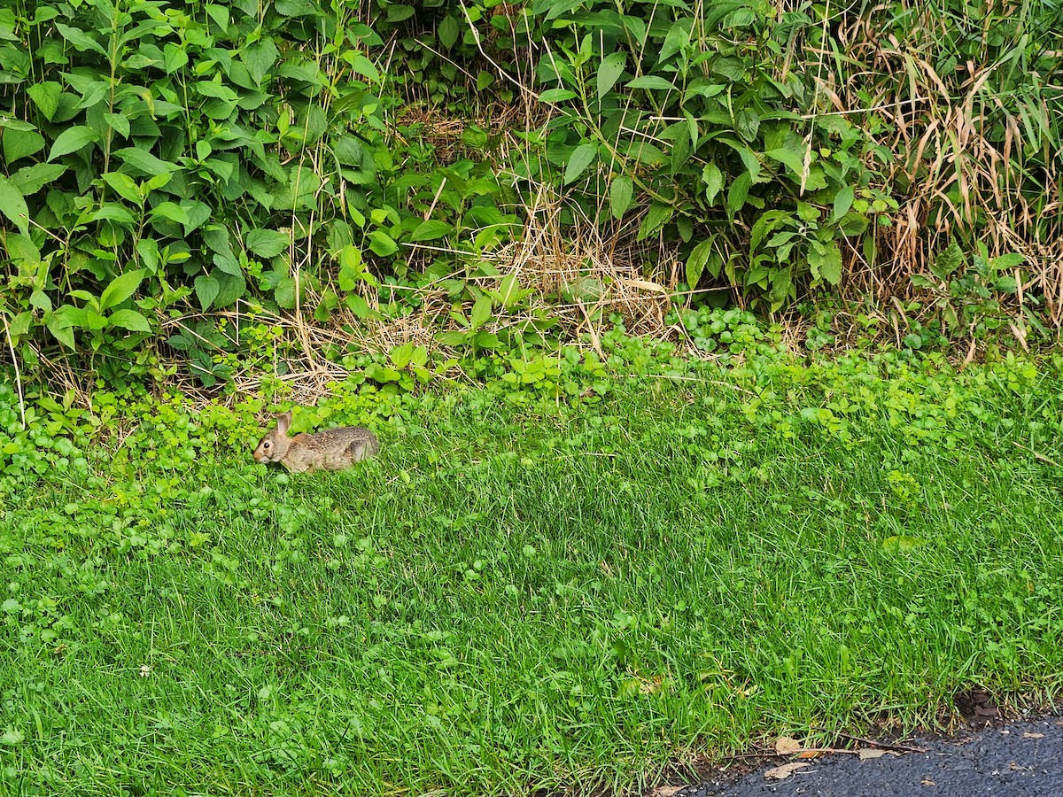 Eastern Cottontail - ML639626545