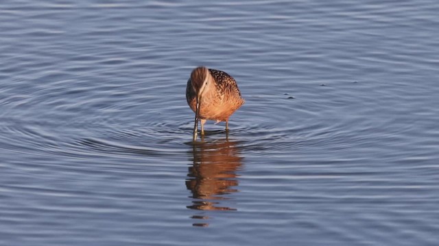 Bécassin à long bec - ML639626552