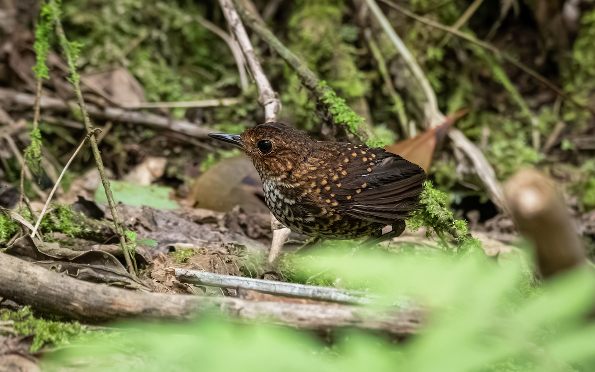 Pygmy Cupwing - ML639626572