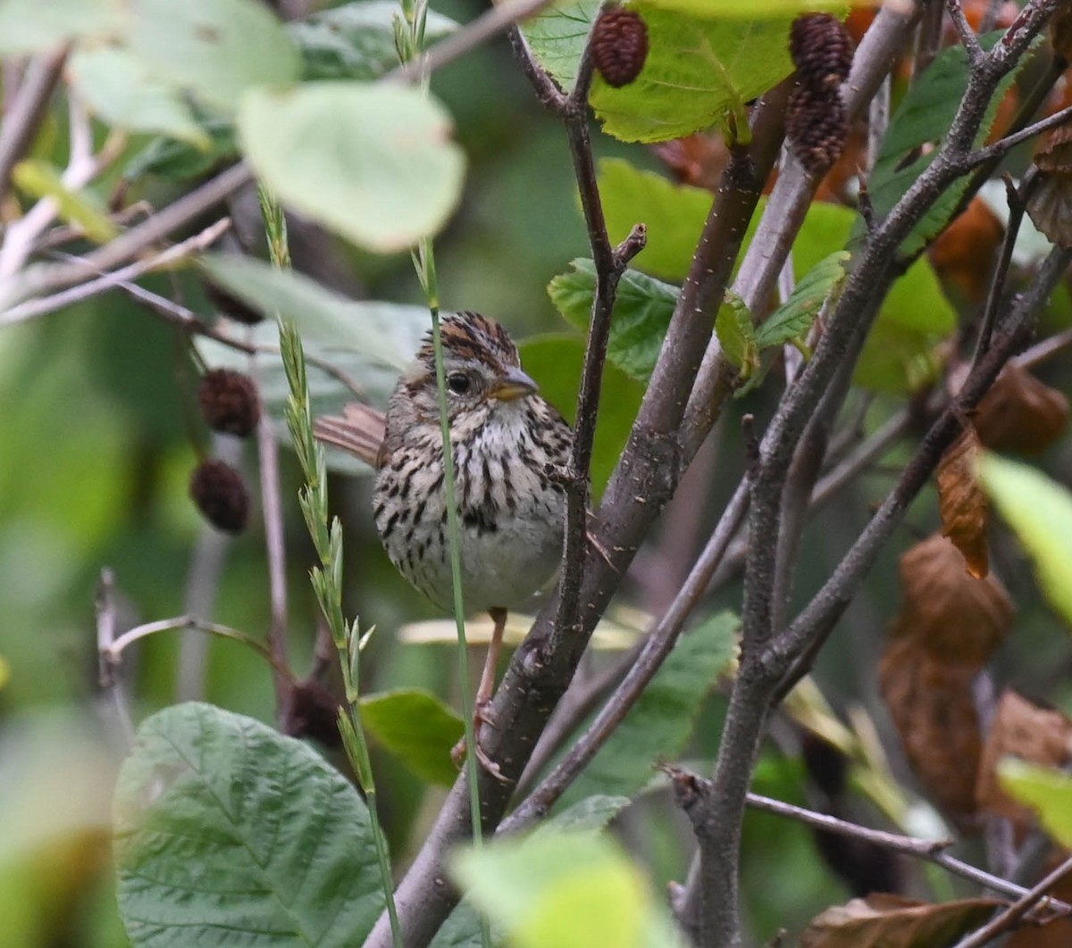 Lincoln's Sparrow - ML639626573