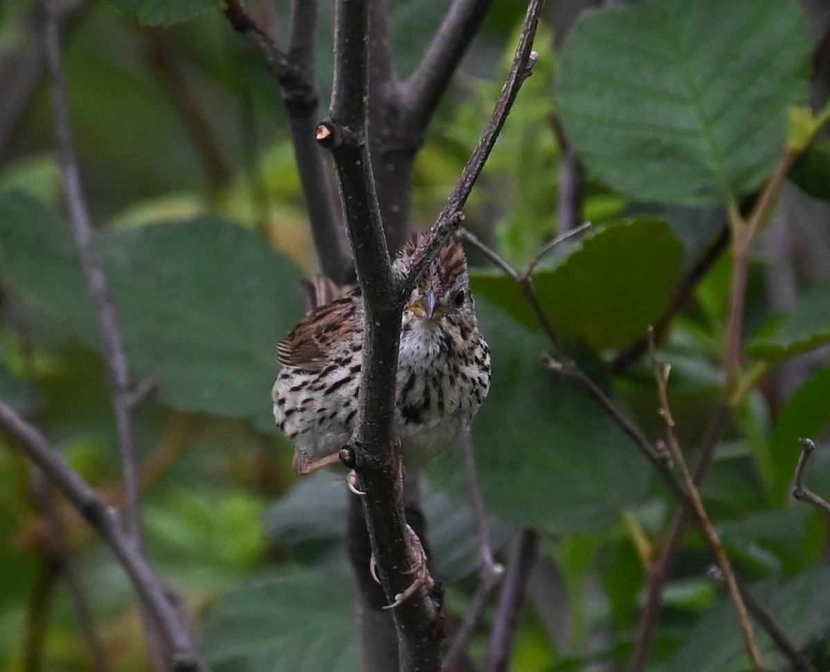 Lincoln's Sparrow - ML639626574