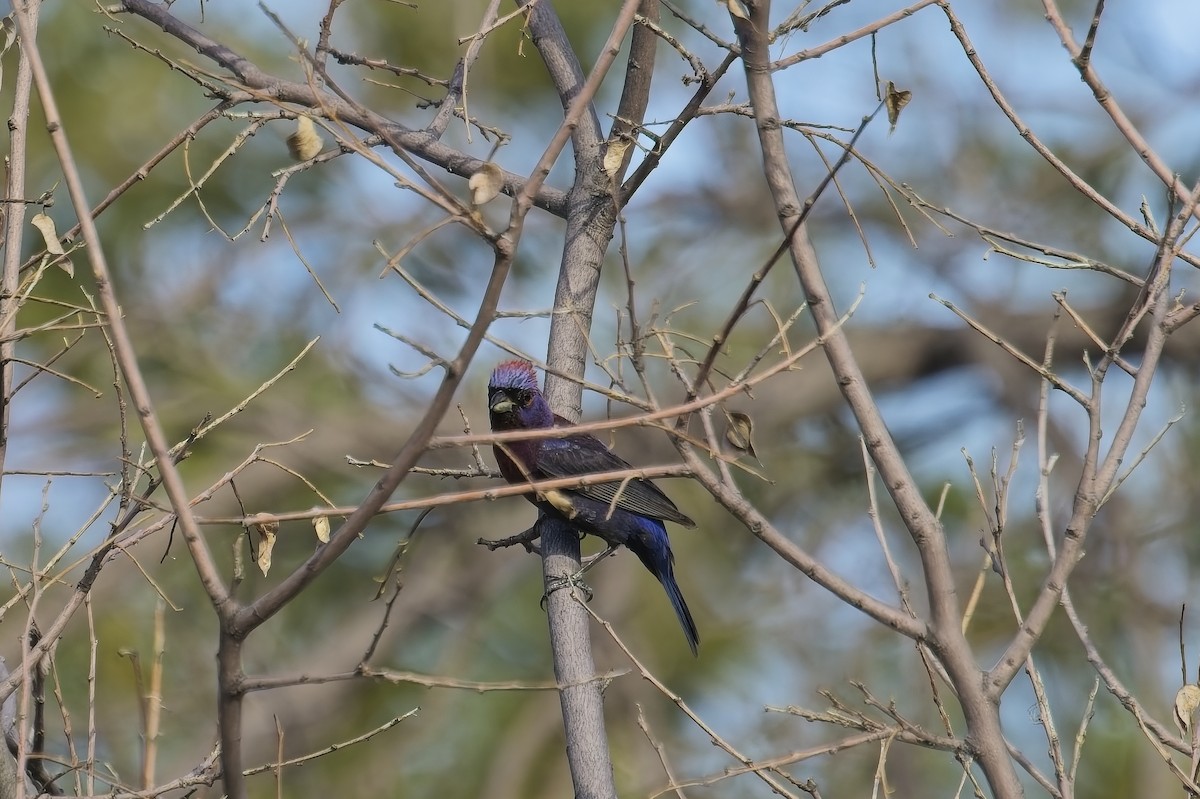 Varied Bunting - ML639626614