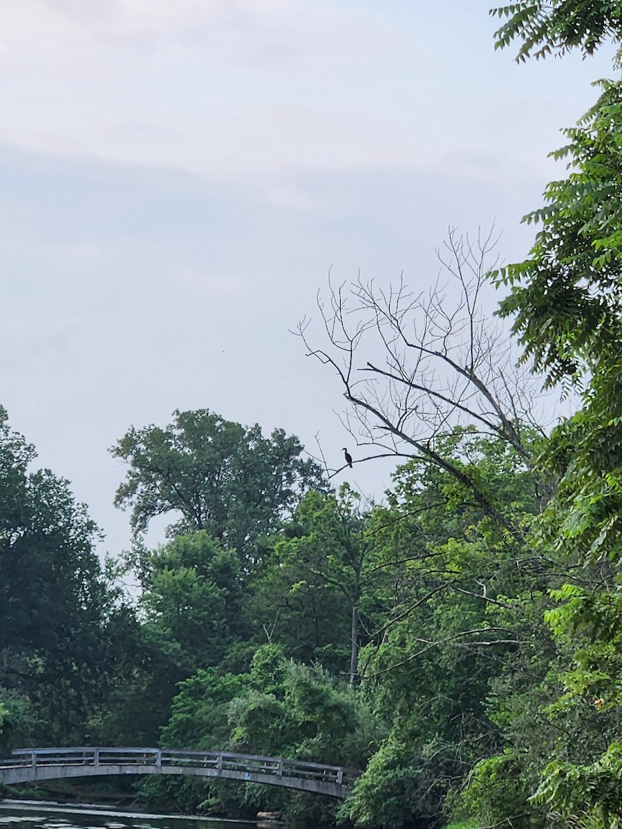 Double-crested Cormorant - ML639626630