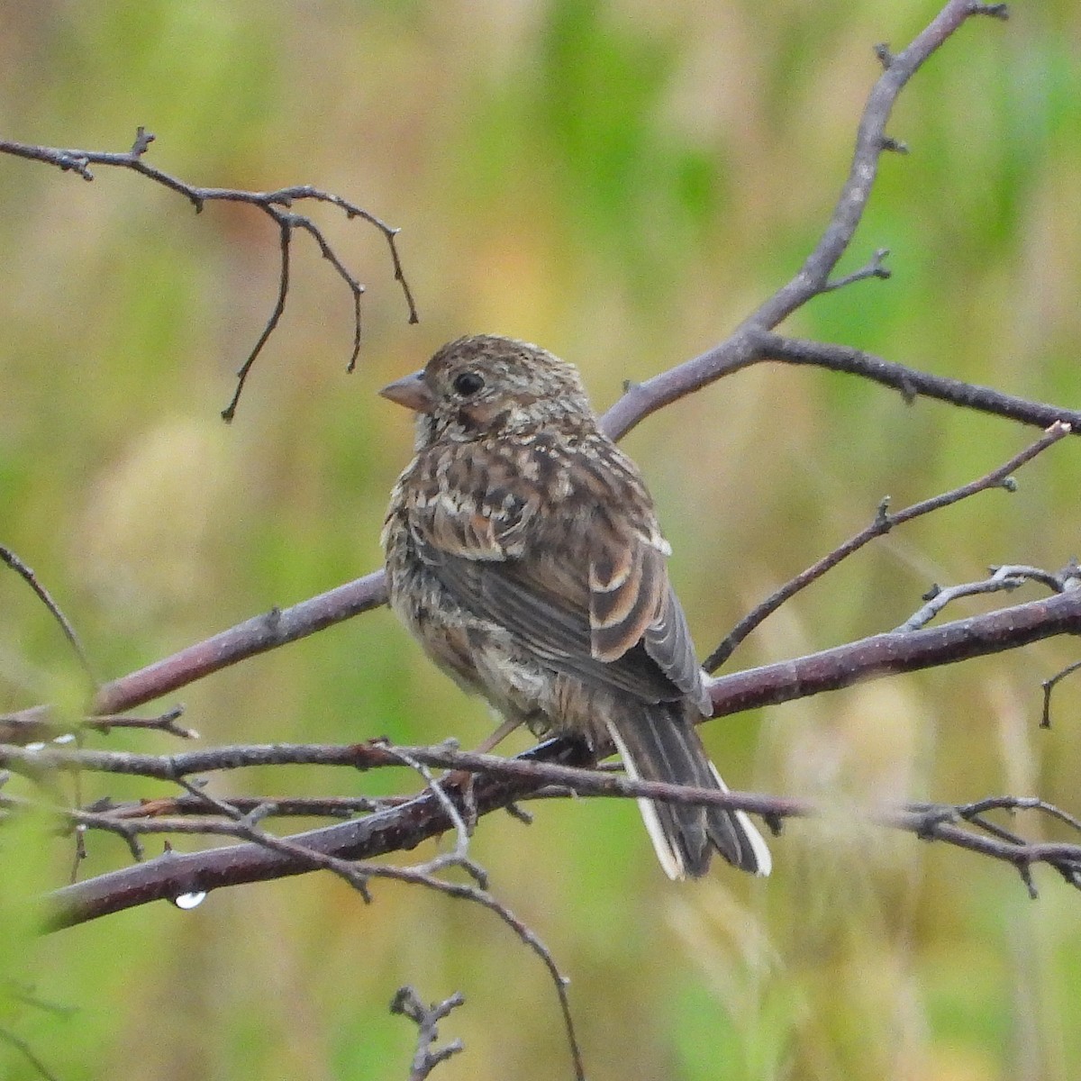 Vesper Sparrow - ML639626718