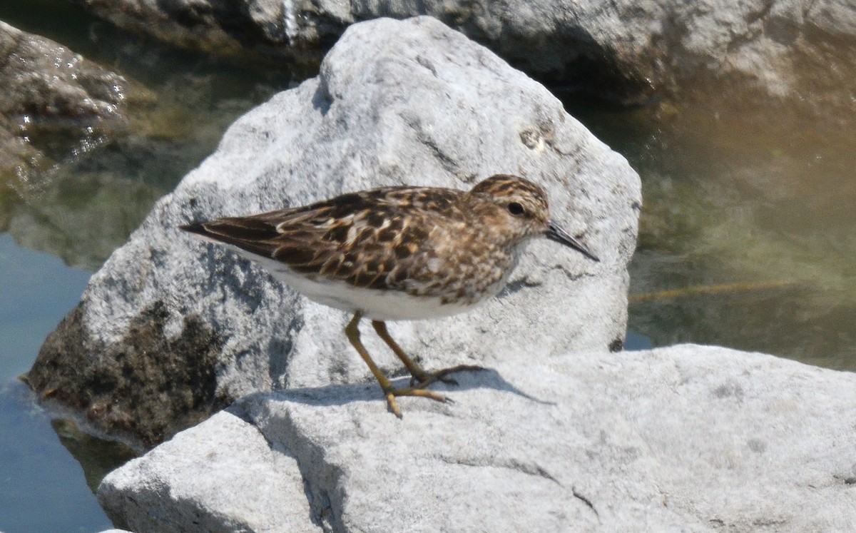 Least Sandpiper - ML639626750
