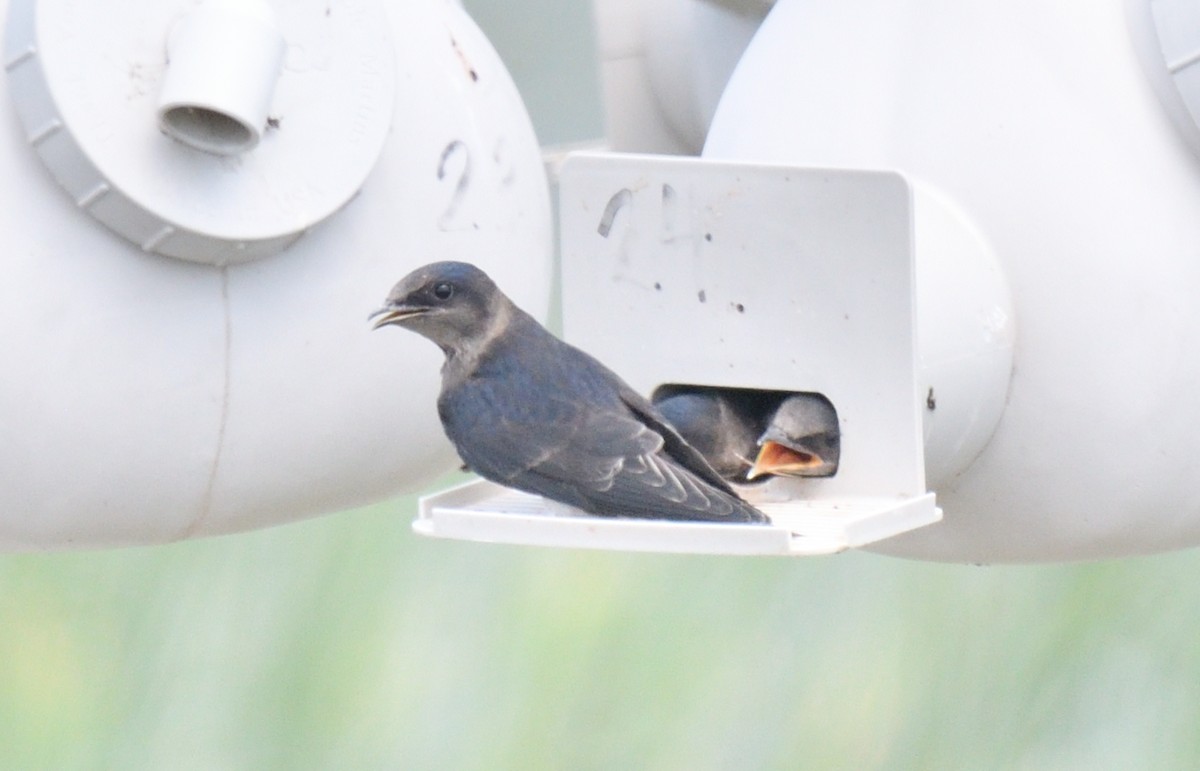 Purple Martin - ML639626755