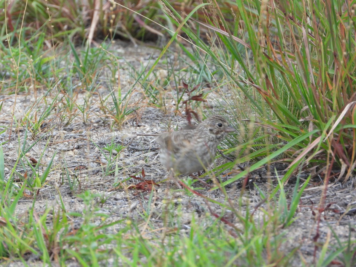 Vesper Sparrow - ML639626763