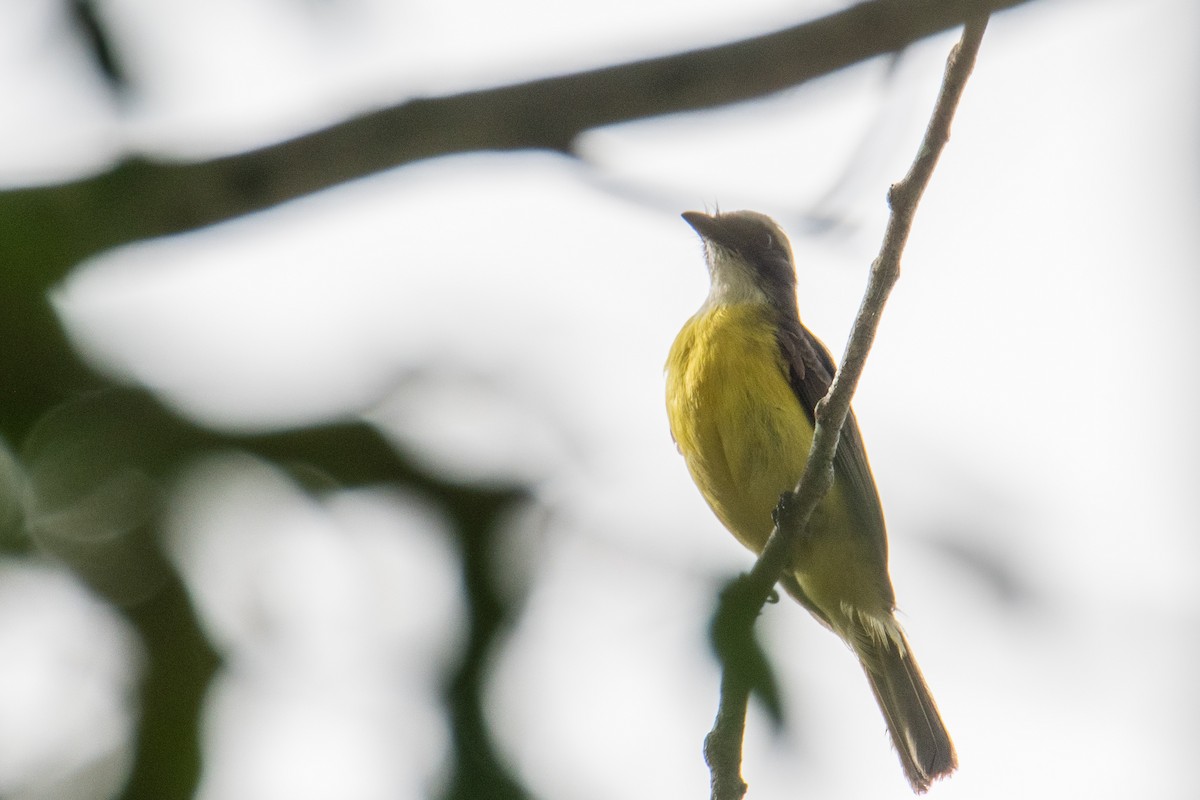 Social Flycatcher - ML639626839