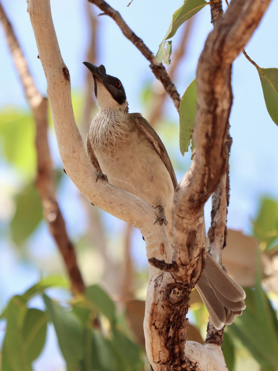 Silver-crowned Friarbird - ML639626862
