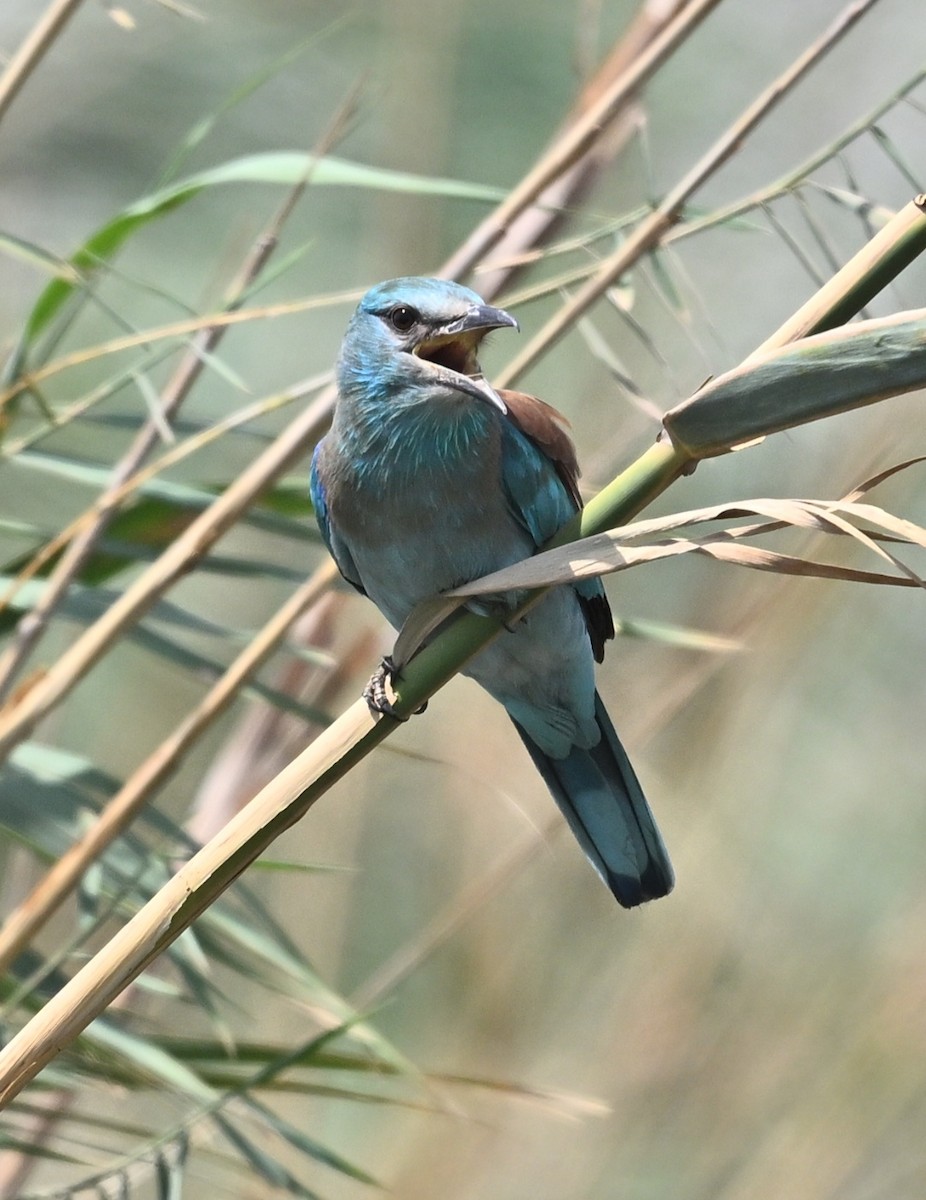 European Roller - ML639626967