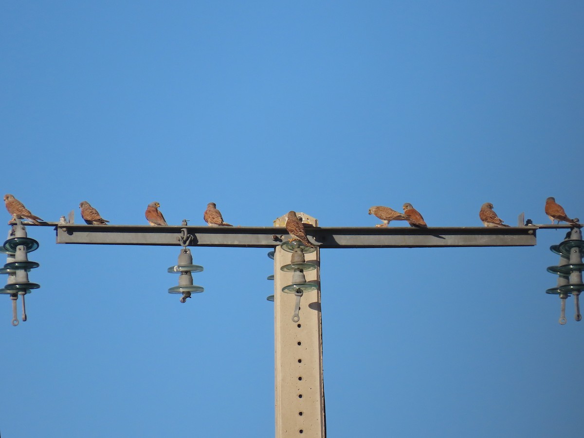 Lesser Kestrel - ML639626974