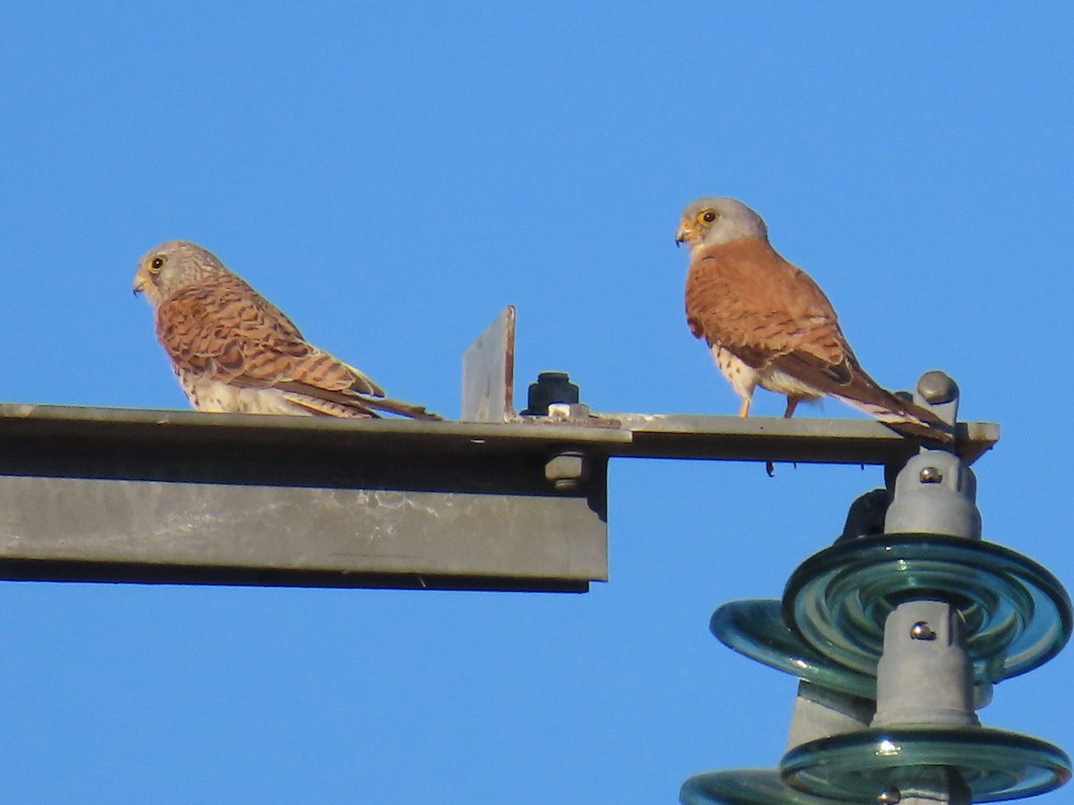 Lesser Kestrel - ML639626976