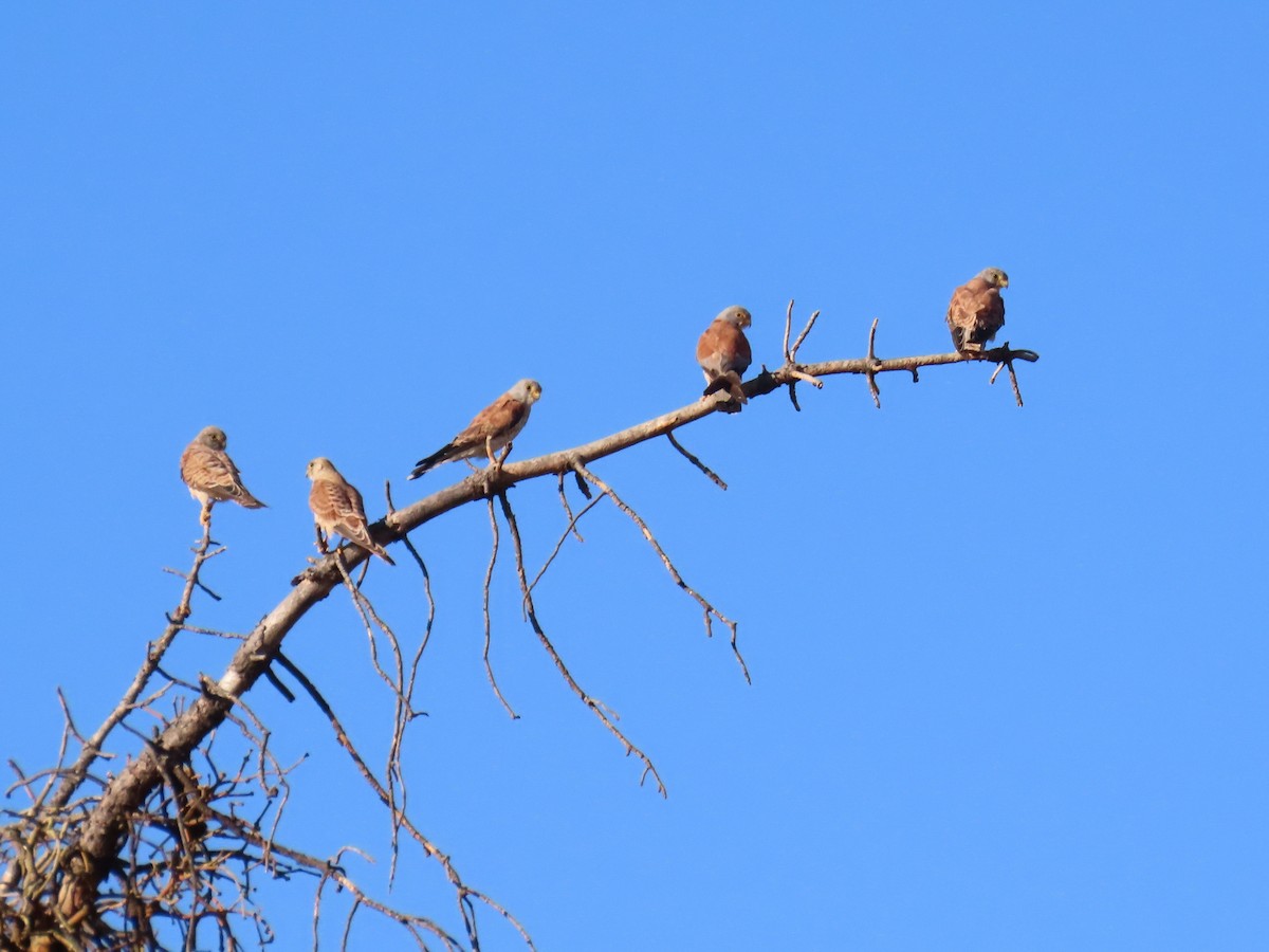 Lesser Kestrel - ML639626977
