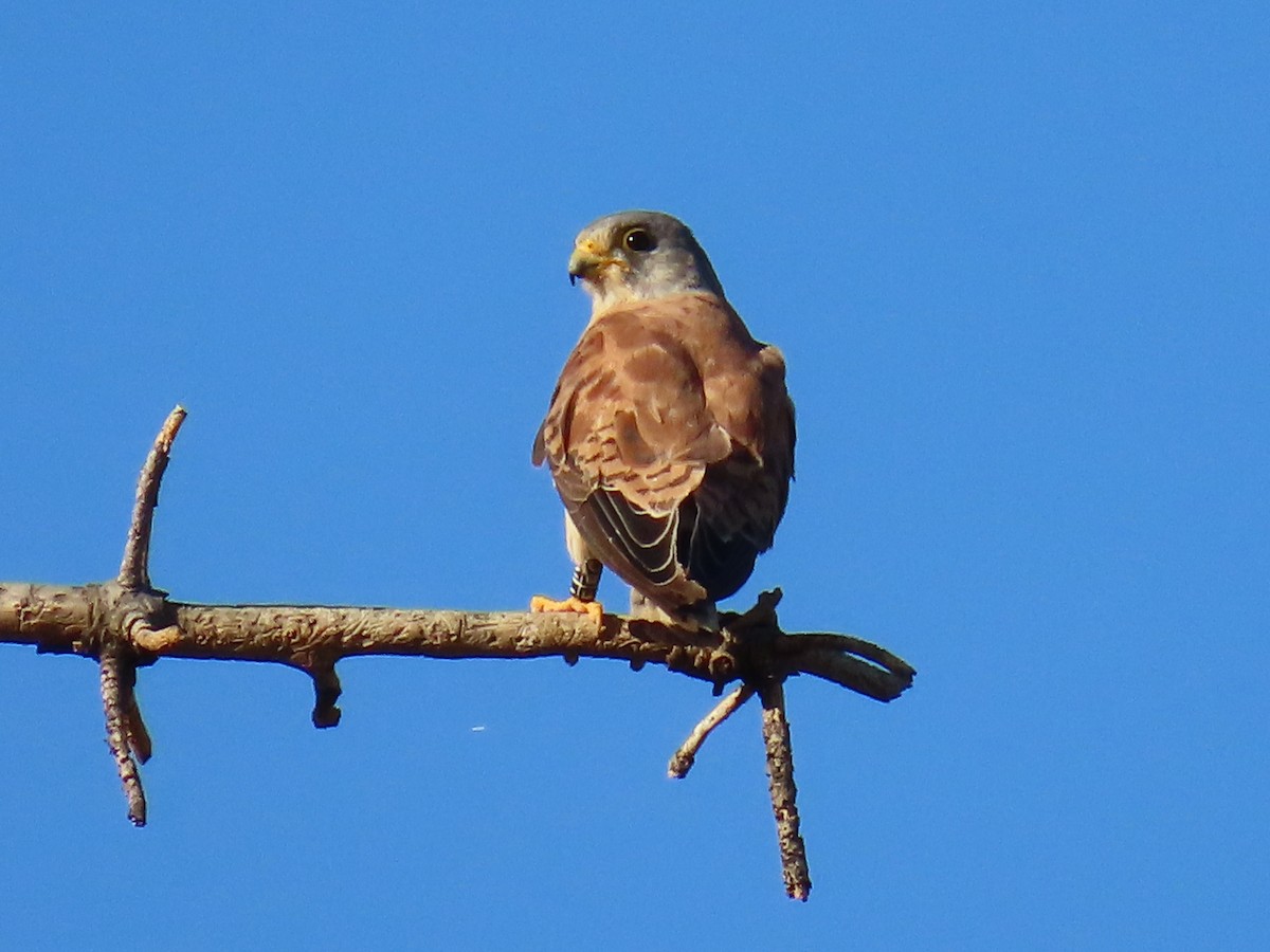 Lesser Kestrel - ML639626980