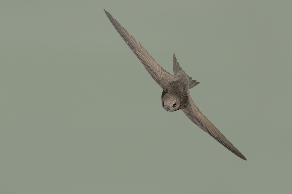Common Swift - ML639627026