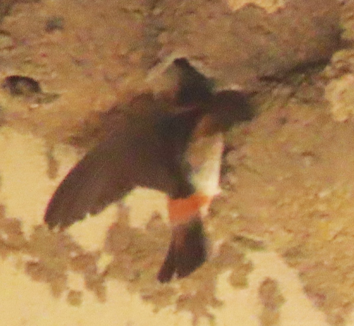 Cliff Swallow - ML639627038