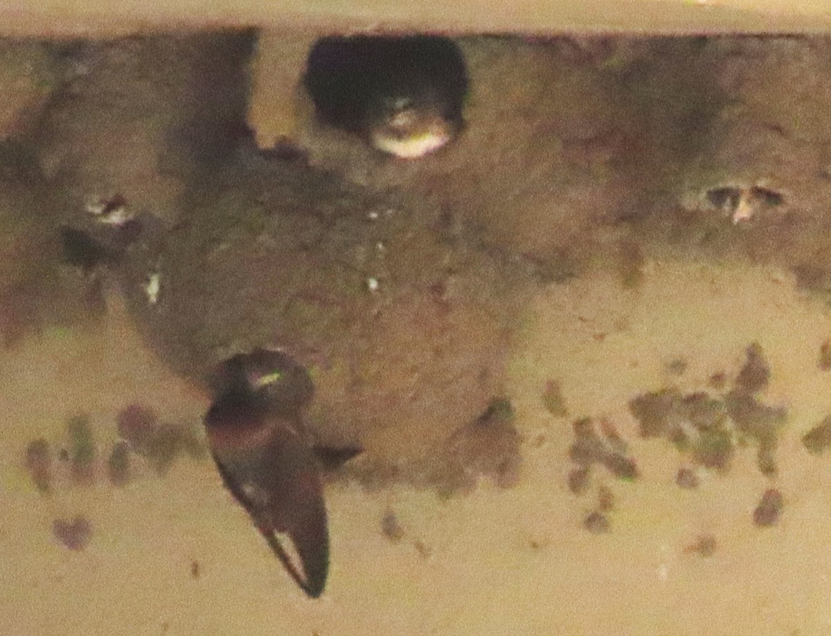 Cliff Swallow - ML639627039