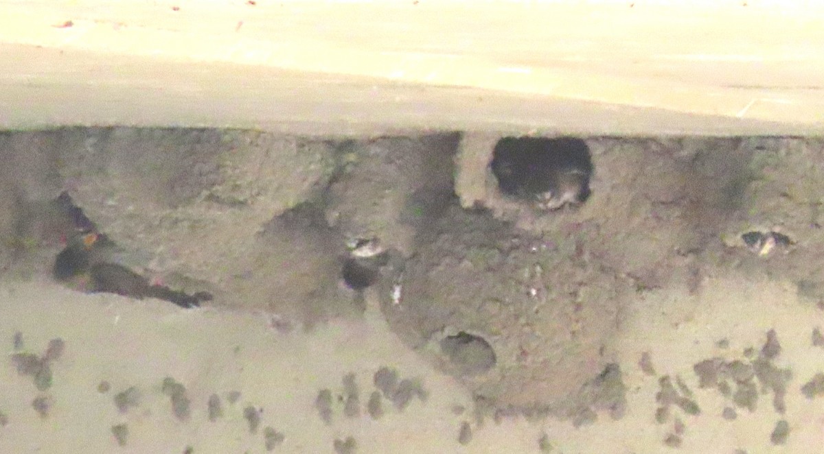 Cliff Swallow - ML639627040
