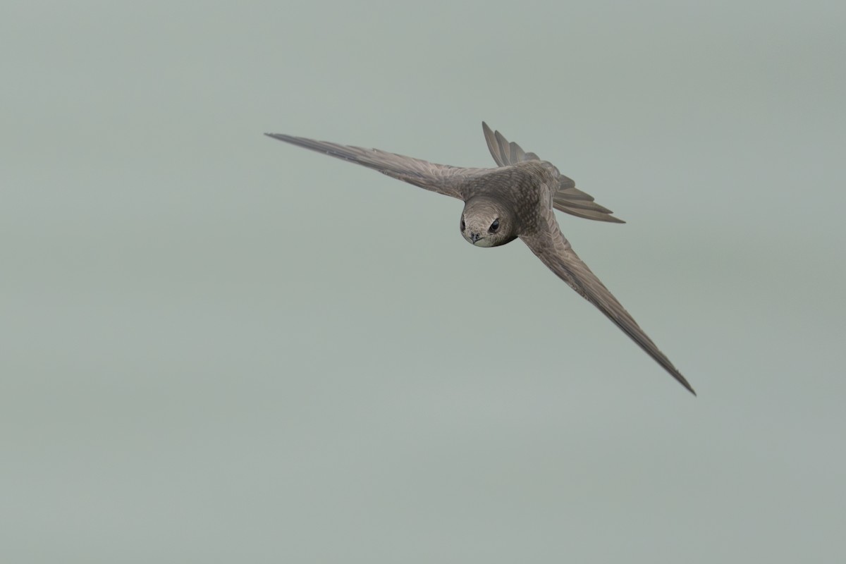 Common Swift - ML639627048