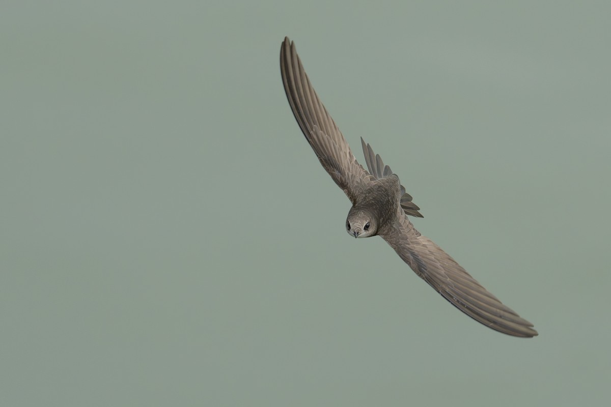 Common Swift - ML639627051