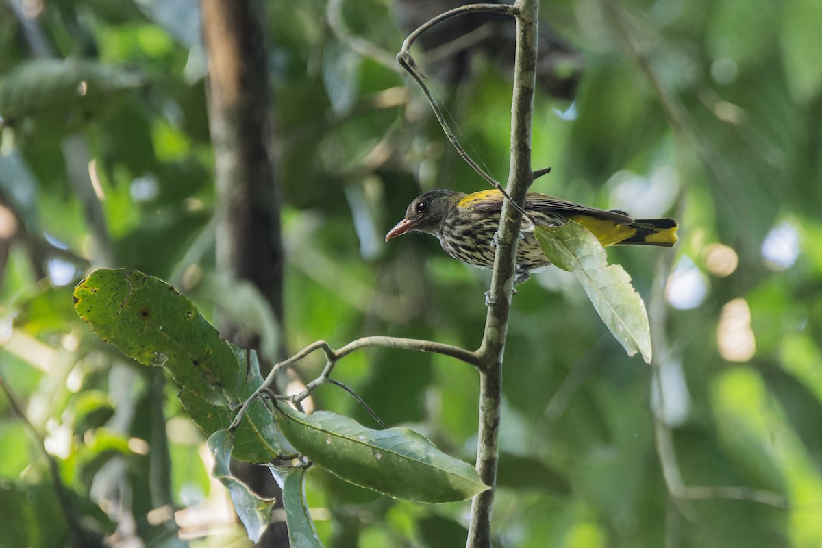 Ventriloquial Oriole - ML639627052