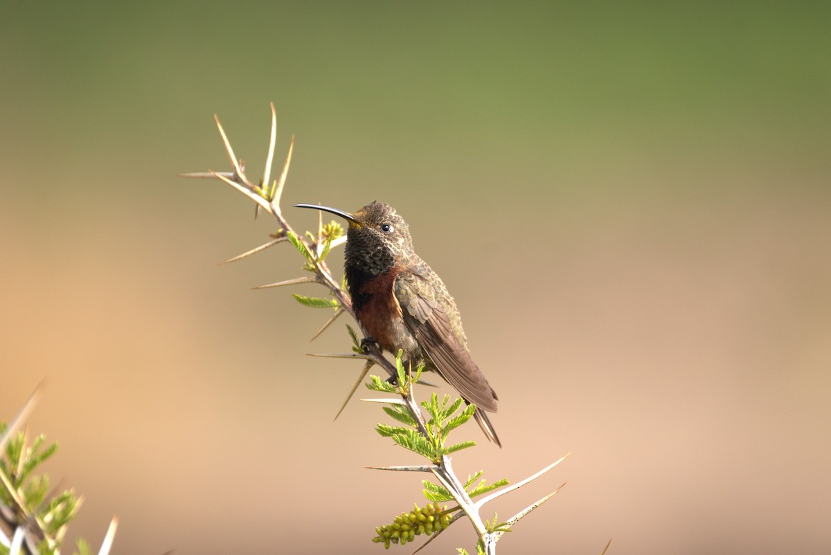 Wedge-tailed Hillstar - ML639627065