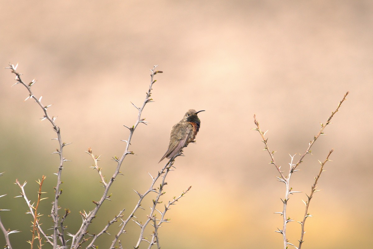 Wedge-tailed Hillstar - ML639627066