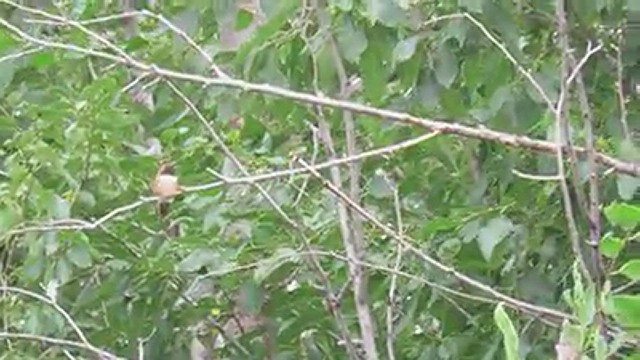 アカフトオハチドリ - ML639627115