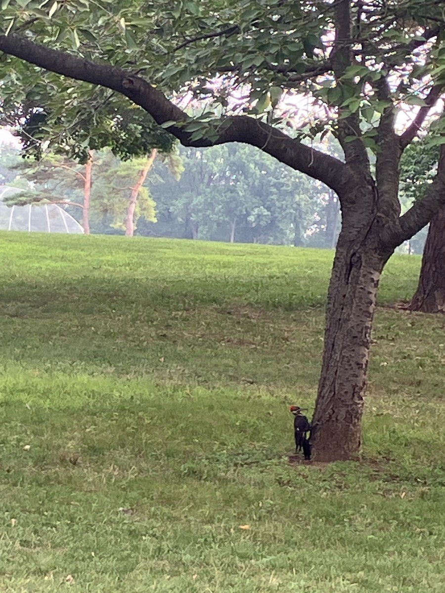 Pileated Woodpecker - ML639627128