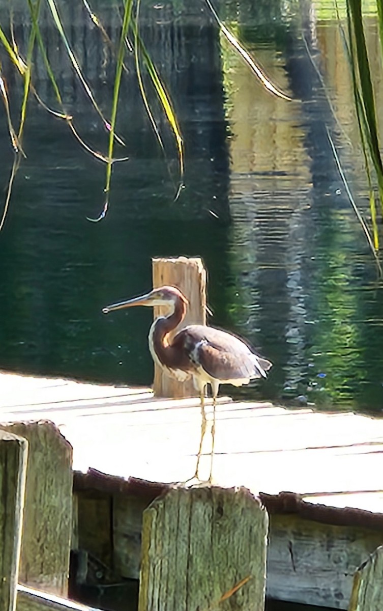 eBird Checklist - 30 Jul 2025 - Bay Springs - 5 species