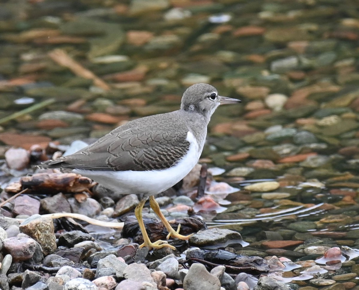 Spotted Sandpiper - ML639627176
