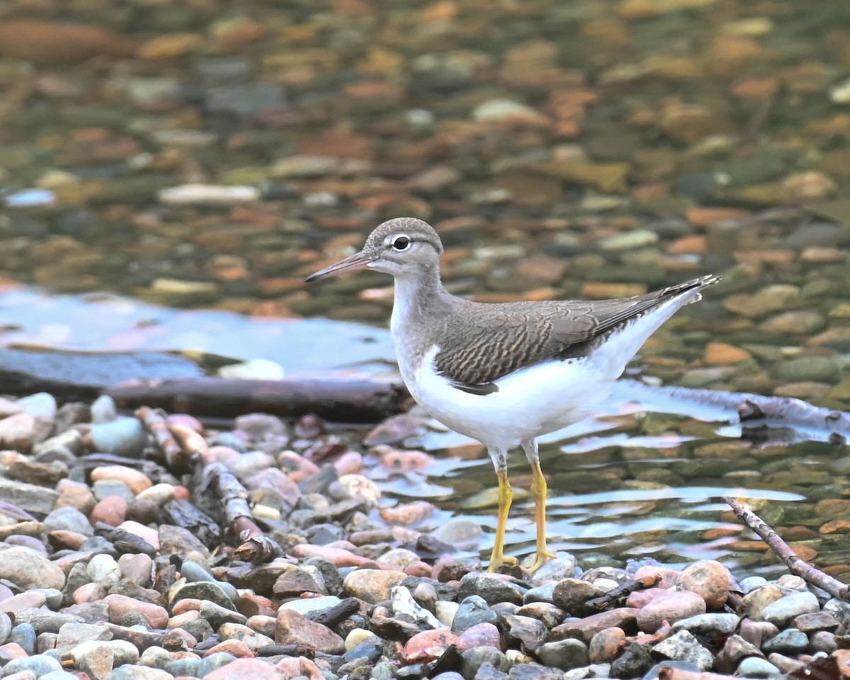 Spotted Sandpiper - ML639627177