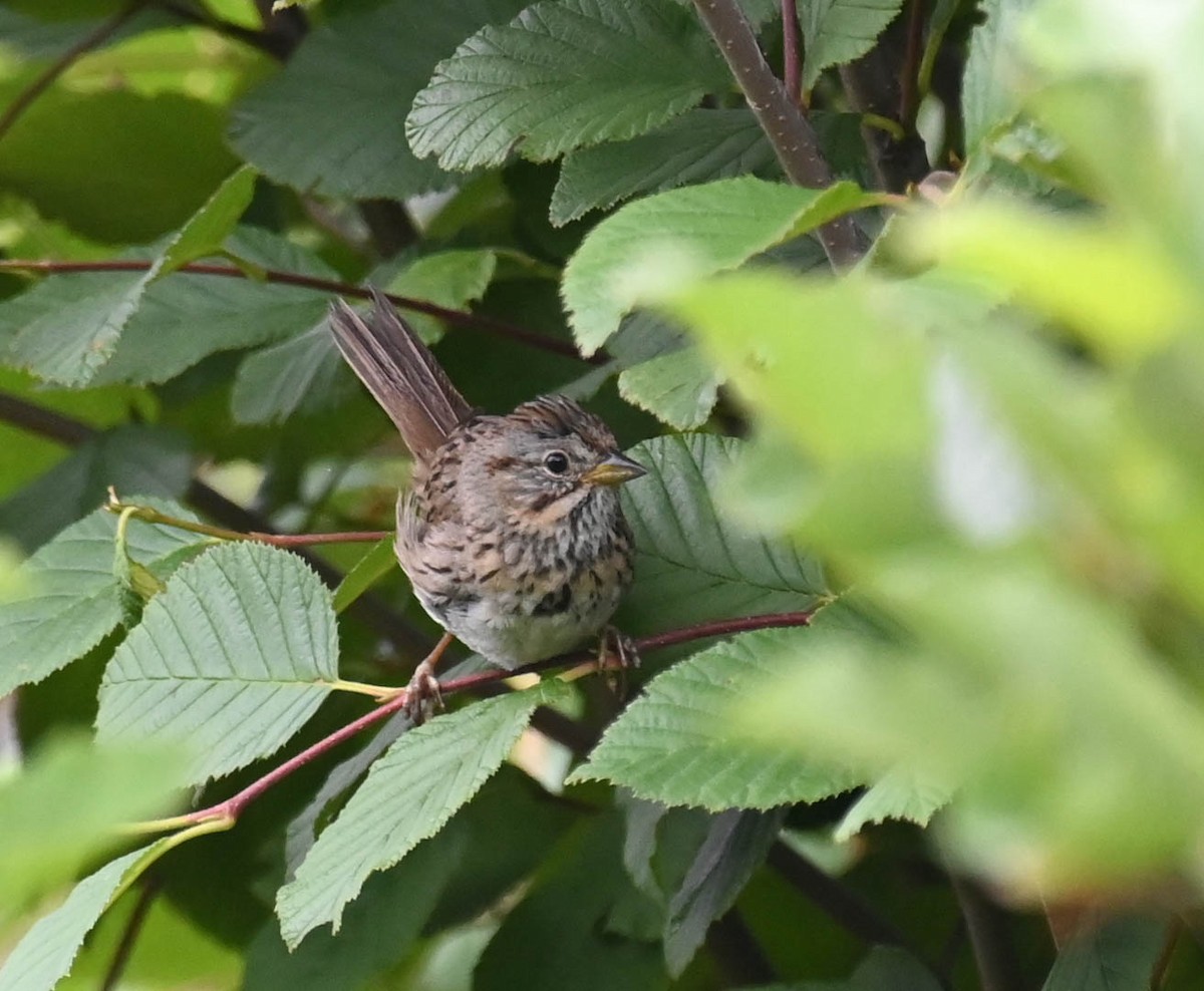 Lincoln's Sparrow - ML639627184