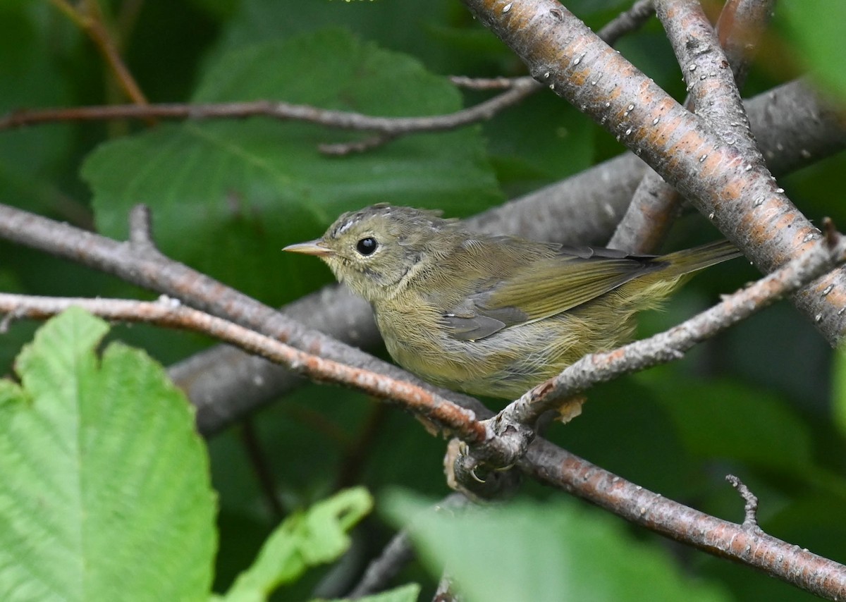 Common Yellowthroat - ML639627199