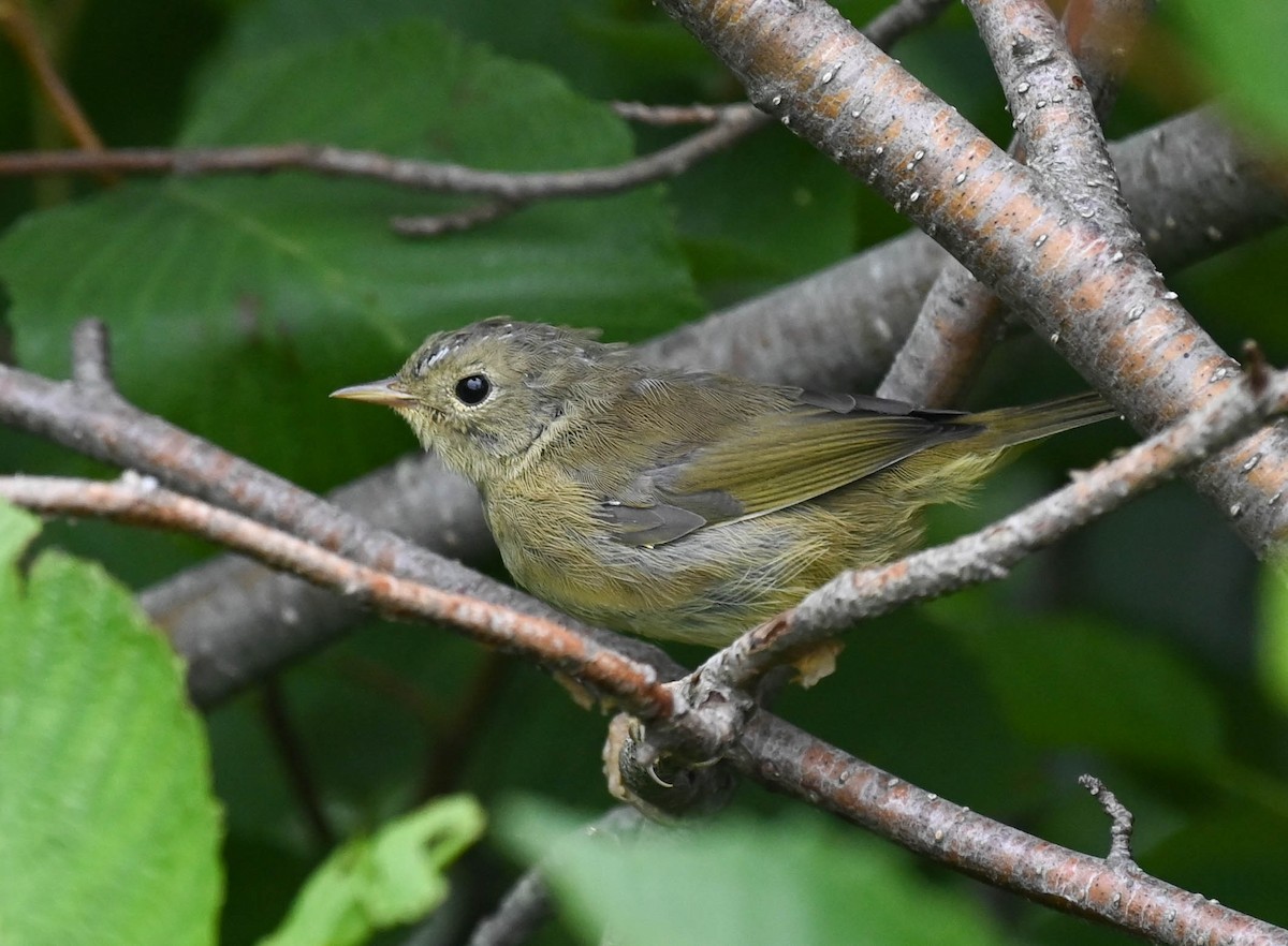 Common Yellowthroat - ML639627200