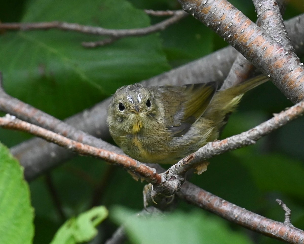 Common Yellowthroat - ML639627201