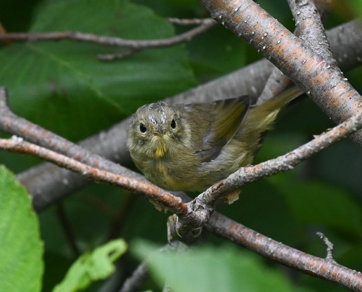 Common Yellowthroat - ML639627202