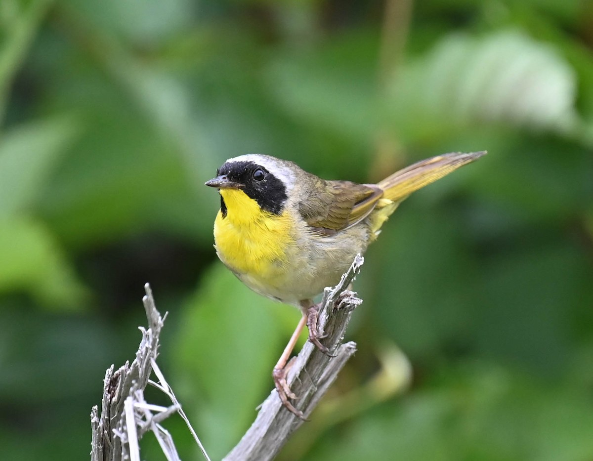 Common Yellowthroat - ML639627203