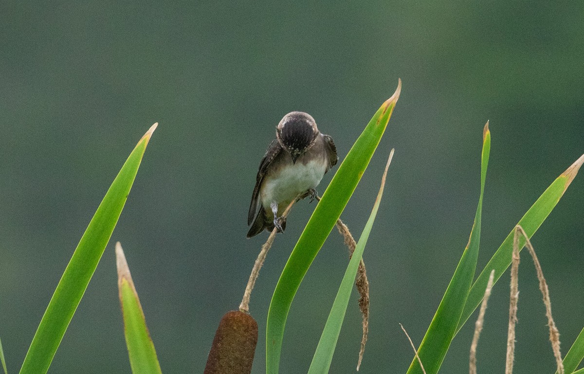 Cliff Swallow - ML639627217