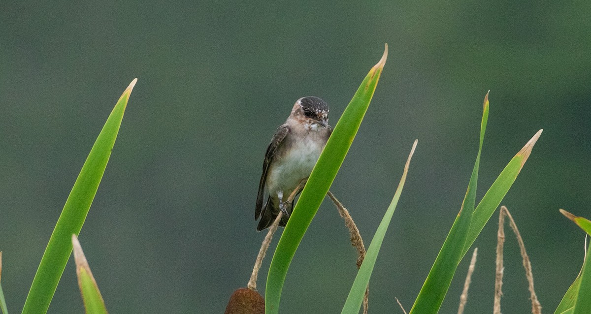 Cliff Swallow - ML639627218