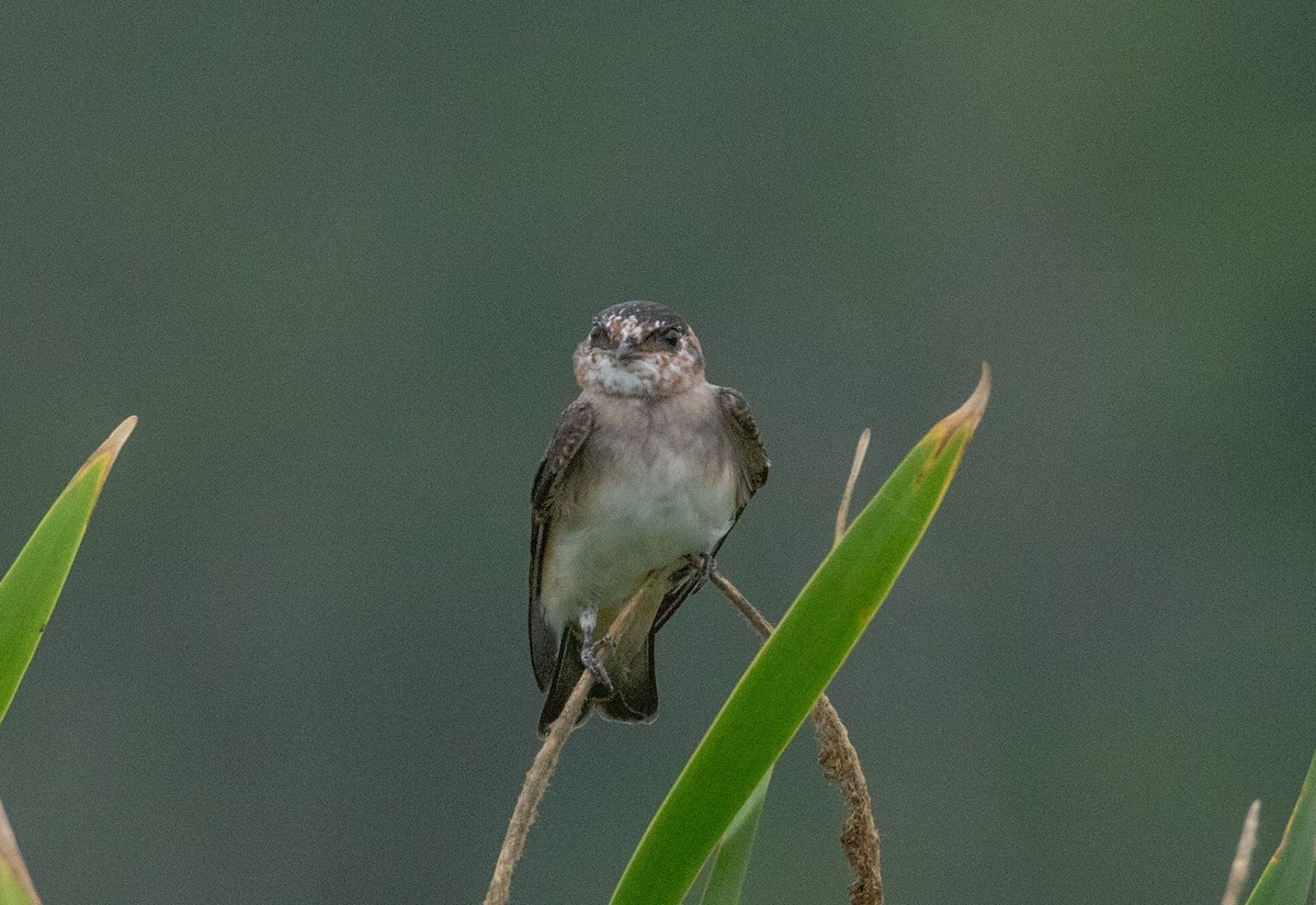 Cliff Swallow - ML639627222
