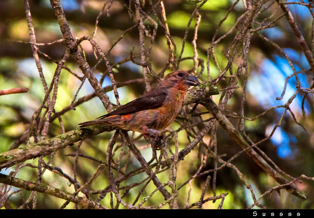 Red Crossbill - ML639627233