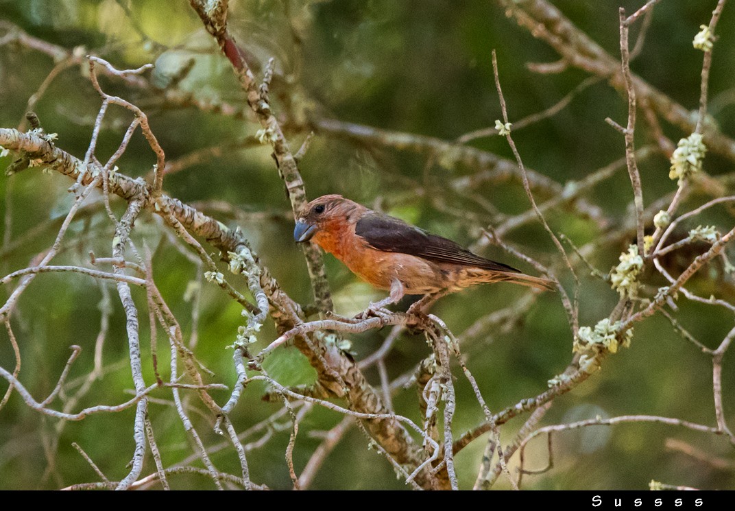 Red Crossbill - ML639627234