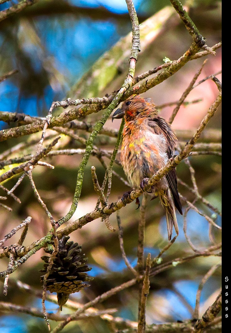 Red Crossbill - ML639627235