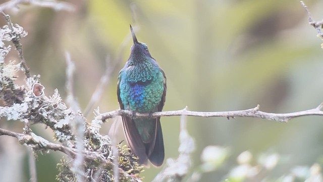 Colibri d'Anaïs - ML639627240