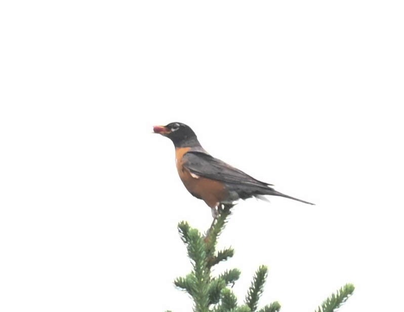 American Robin - ML639627250